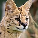 slides/IMG_4310.jpg wildlife, feline, cat, predator, fur, spot, african, serval WBCW18 - African Serval